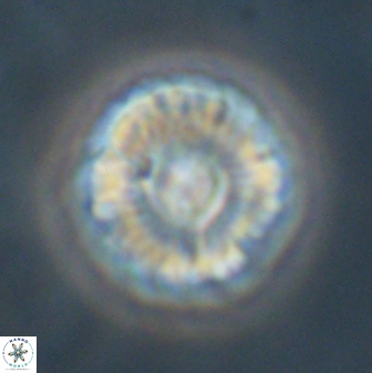 Markalius astroporus 55582