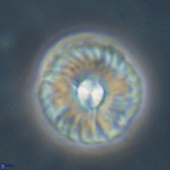 Markalius astroporus 55583