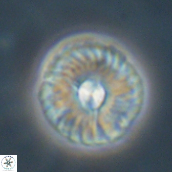 Markalius astroporus 55583