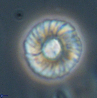 Markalius astroporus 55584
