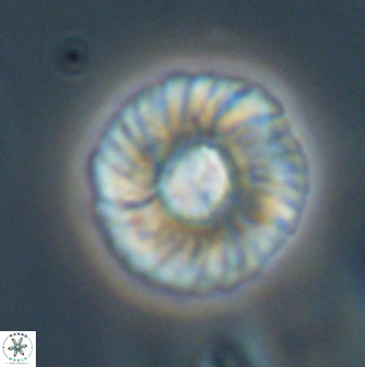 Markalius astroporus 55584