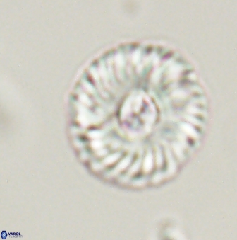 Markalius astroporus 55586