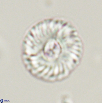 Markalius astroporus 55587
