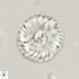 Markalius astroporus 55587