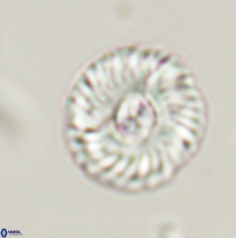 Markalius astroporus 55588