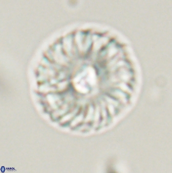 Markalius astroporus 55589