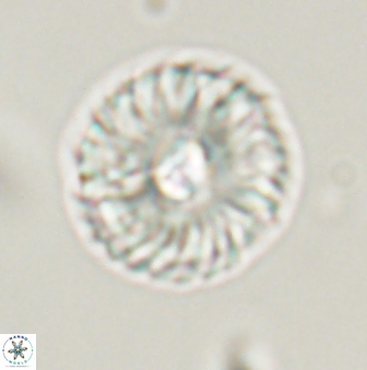 Markalius astroporus 55589