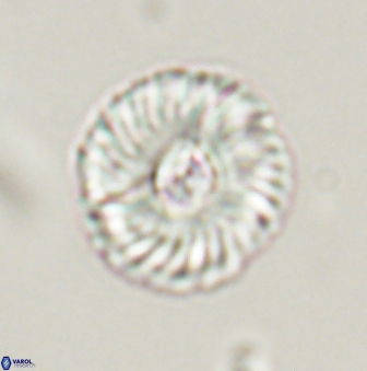 Markalius astroporus 55590