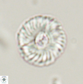 Markalius astroporus 55590
