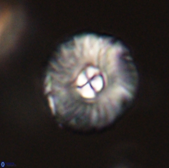 Markalius astroporus 55591