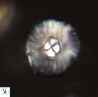 Markalius astroporus 55591