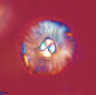 Markalius astroporus 55592