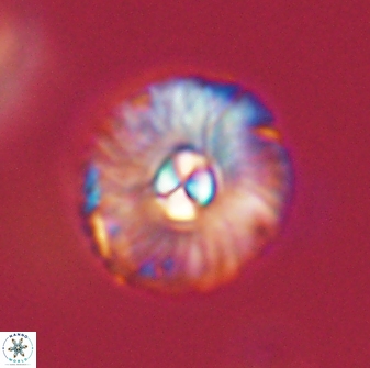 Markalius astroporus 55592