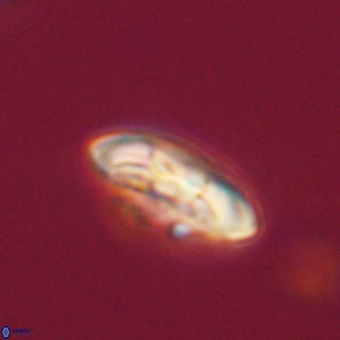 Markalius sp 67779