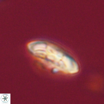 Markalius sp 67779