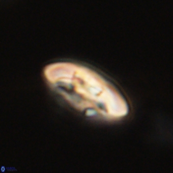 Markalius sp 67780