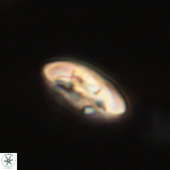 Markalius sp 67780
