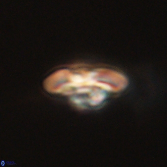 Markalius sp 67781
