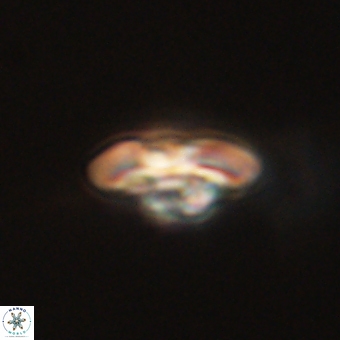 Markalius sp 67781