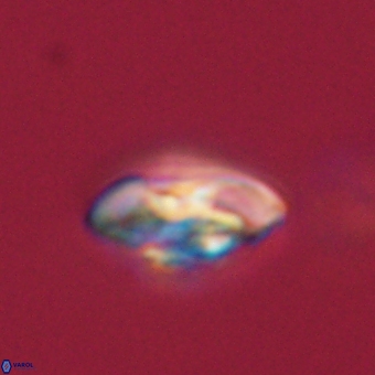 Markalius sp 67782