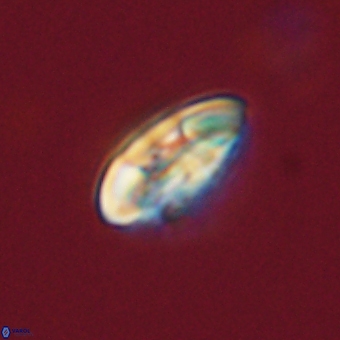 Markalius sp 67783