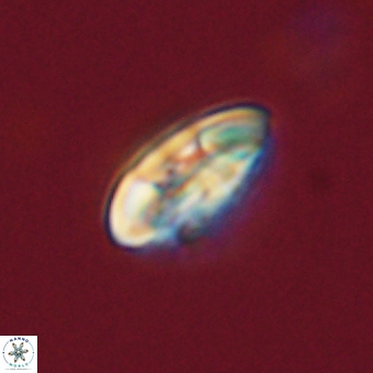 Markalius sp 67783
