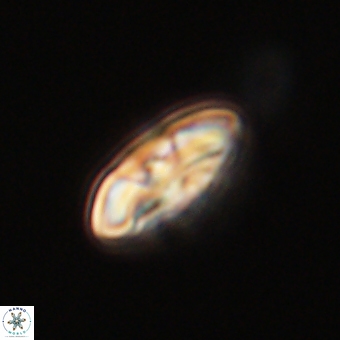 Markalius sp 67785