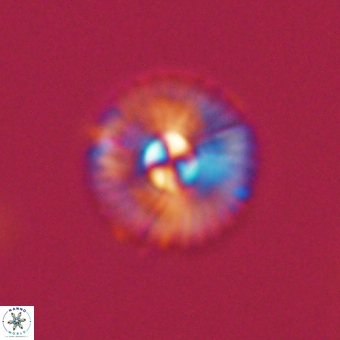 Markalius sp 67788