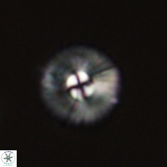 Markalius sp 67789