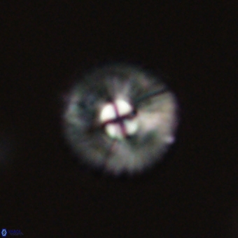 Markalius sp 67790