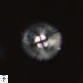Markalius sp 67790