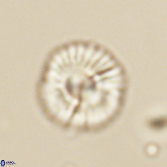 Markalius sp 67793