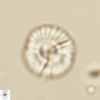 Markalius sp 67793