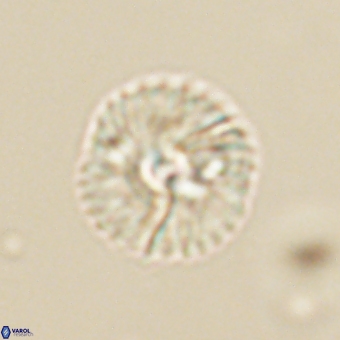 Markalius sp 67794