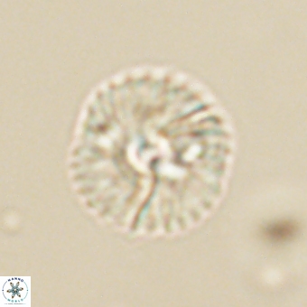 Markalius sp 67794