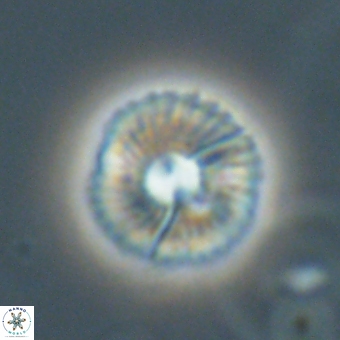 Markalius sp 67795
