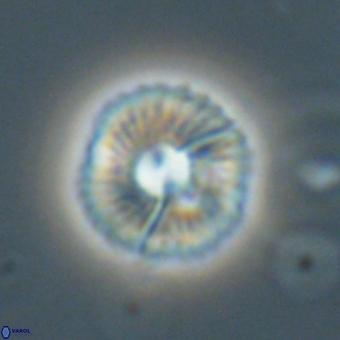 Markalius sp 67796