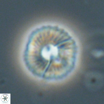 Markalius sp 67796