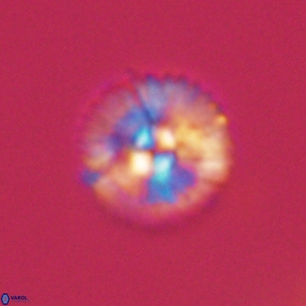 Markalius sp 67798