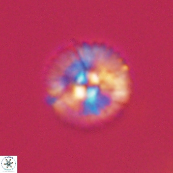 Markalius sp 67798