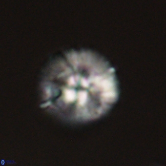 Markalius sp 67799