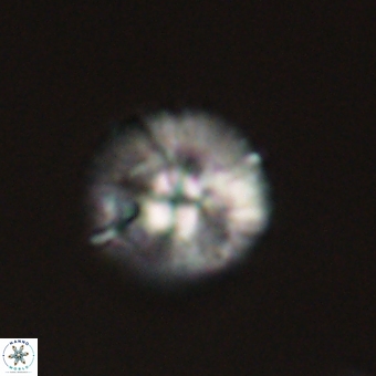 Markalius sp 67799