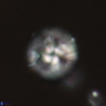 Markalius sp 67800