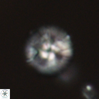 Markalius sp 67800