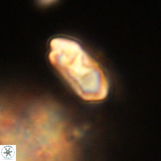 Markalius walviensis VR 01310