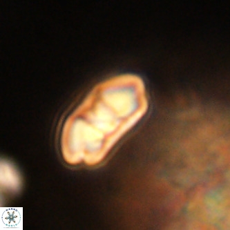 Markalius walviensis VR 01311