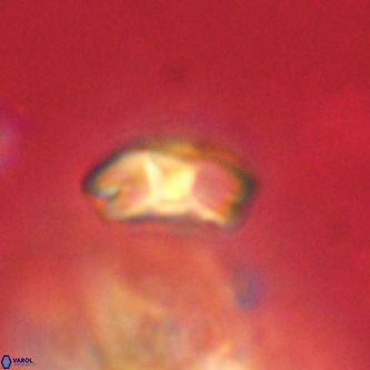 Markalius walviensis VR 01313