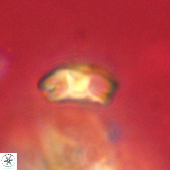 Markalius walviensis VR 01313