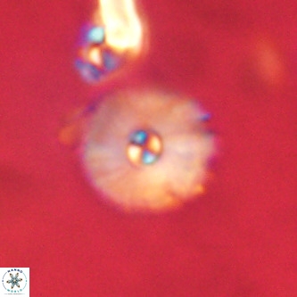 Markalius walviensis VR 01319