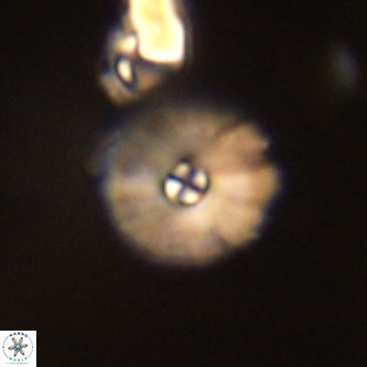 Markalius walviensis VR 01320